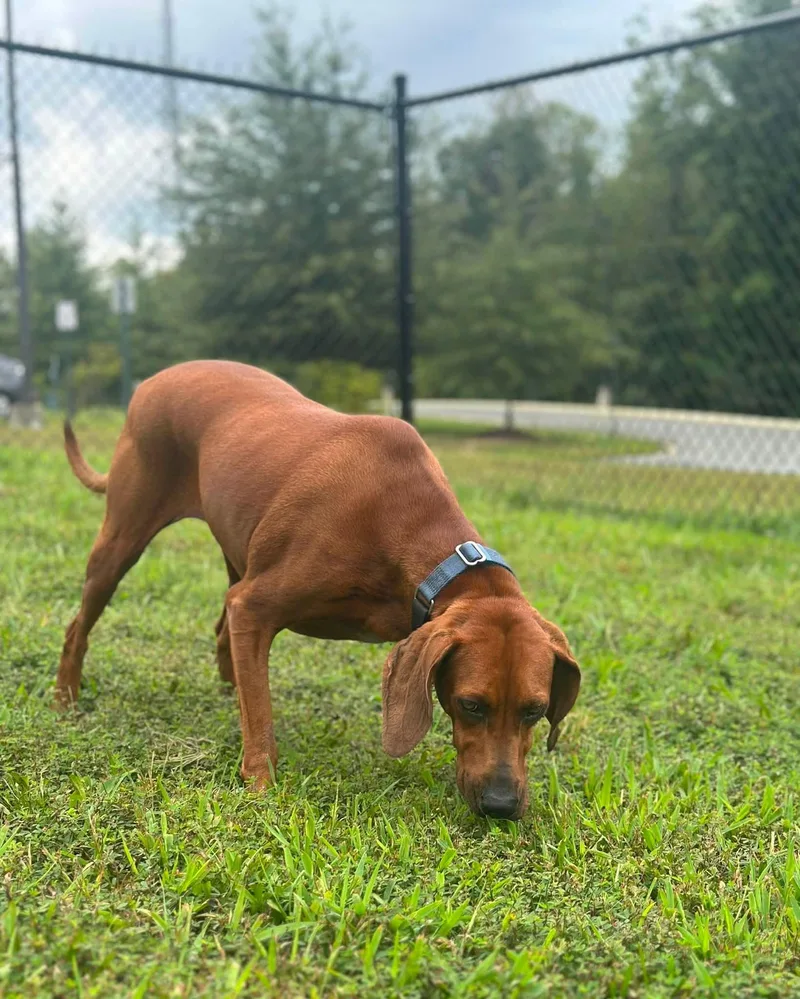 Maggie
