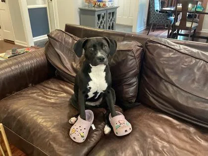A baby small-sized female Mixed Breed dog named Nola for adoption in Chamblee, GA