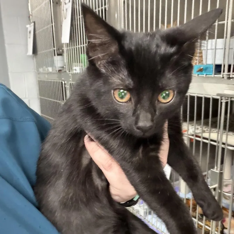 A baby small-sized female Black Domestic Short Hair cat named Agnes for adoption in Marion, VA