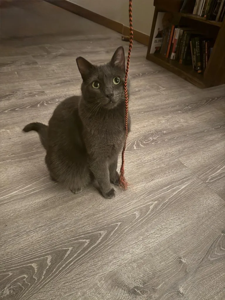 A young medium-sized female Domestic Short Hair cat named Ashley for adoption in Pahrump, NV