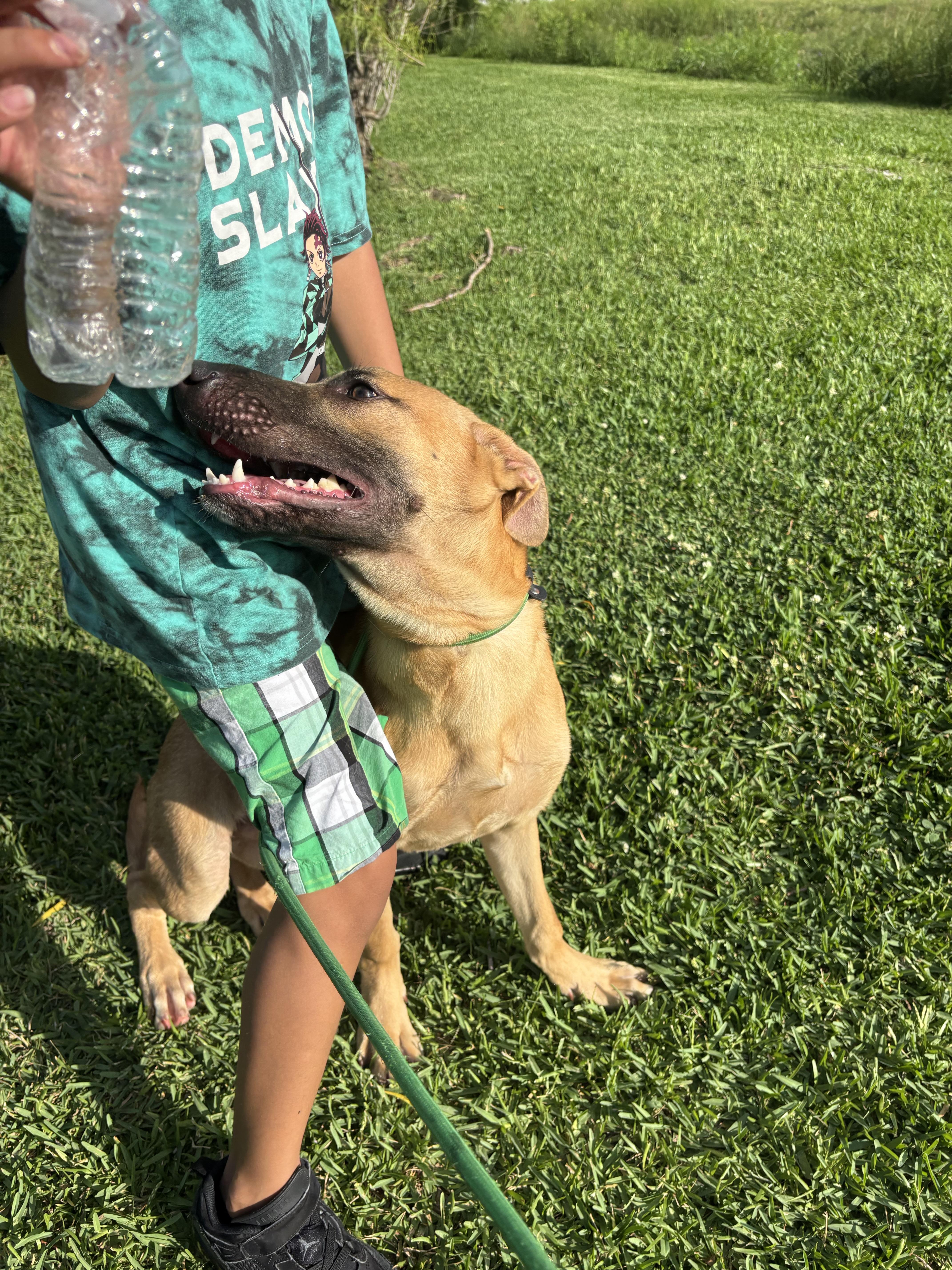 A baby medium-sized male Bicolor Shepherd dog named Martin for adoption in Pearland, TX