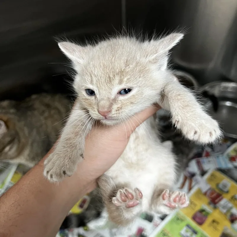 A baby small-sized male Orange / Red Domestic Short Hair cat named Simba for adoption in Parrish, AL