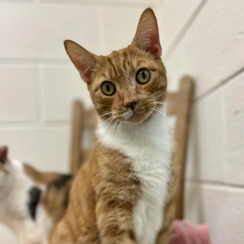An adult large-sized male Orange / Red Domestic Short Hair cat named Harold for adoption in Gloucester, VA