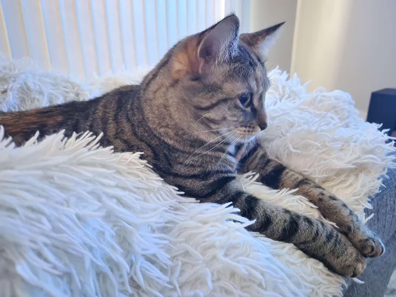 An adult large-sized female Torbie Domestic Short Hair cat named Delilah for adoption in largo, FL