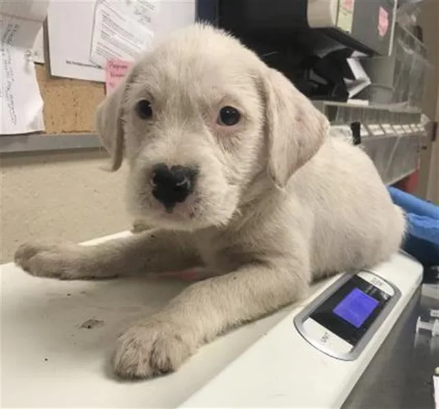 A baby small-sized male Pit Bull Terrier dog named Putzie for adoption in Conroe, TX
