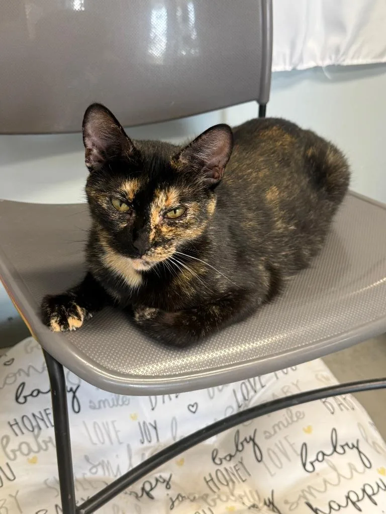 A young medium-sized female Domestic Short Hair cat named Agatha for adoption in Hartford City, IN