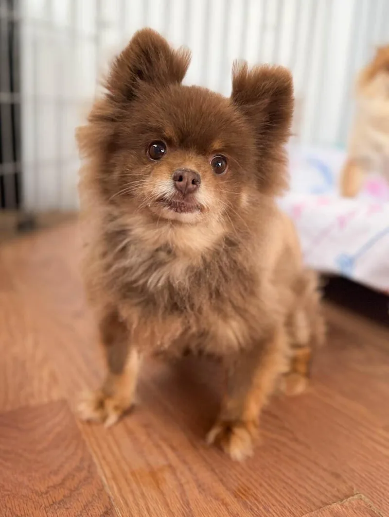 An adult small-sized female Pomeranian dog named Faith for adoption in Windsor, CO