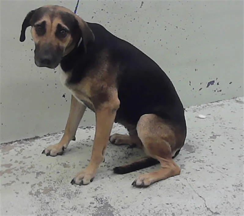 An adult medium-sized female German Shepherd Dog dog named Morena for adoption in Houston, TX