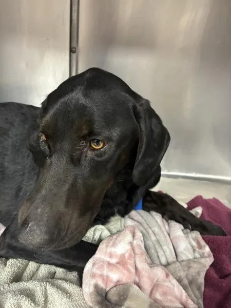 An adult medium-sized male Labrador Retriever dog named Beau for adoption in Salt Lake City, UT