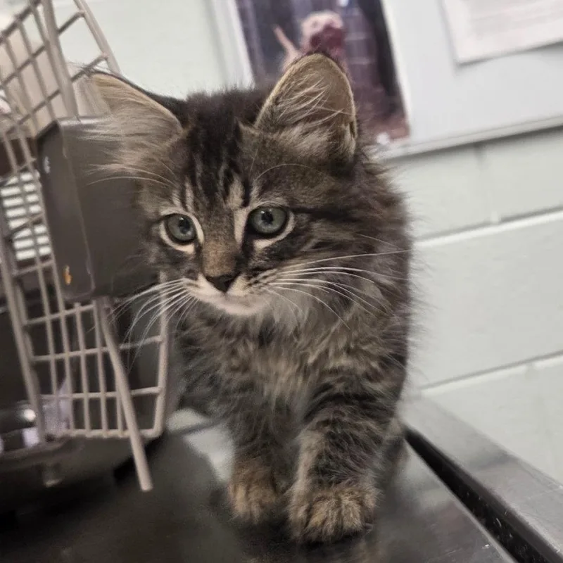 A baby small-sized female Gray / Blue / Silver Domestic Short Hair cat named Tic for adoption in Chattanooga, TN