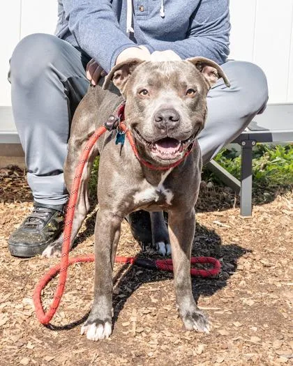 An adult large-sized male Mixed Breed dog named Root Beer for adoption in Chamblee, GA