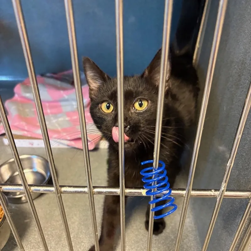 A baby small-sized male Black Domestic Short Hair cat named Jingle for adoption in Oberlin, OH