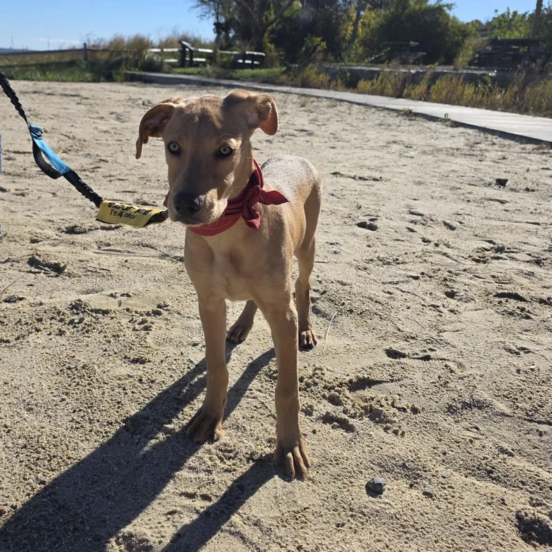 A baby medium-sized female Labrador Retriever dog named Savanna for adoption in Pembroke, MA