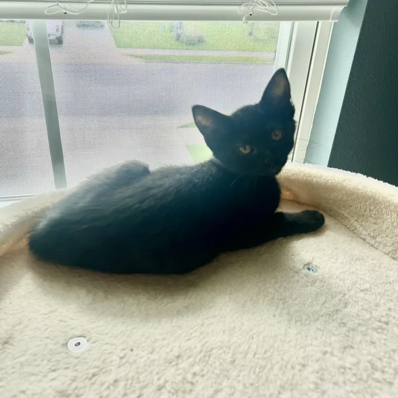 A baby small-sized male Black Domestic Short Hair cat named Vader for adoption in Bentonville, AR