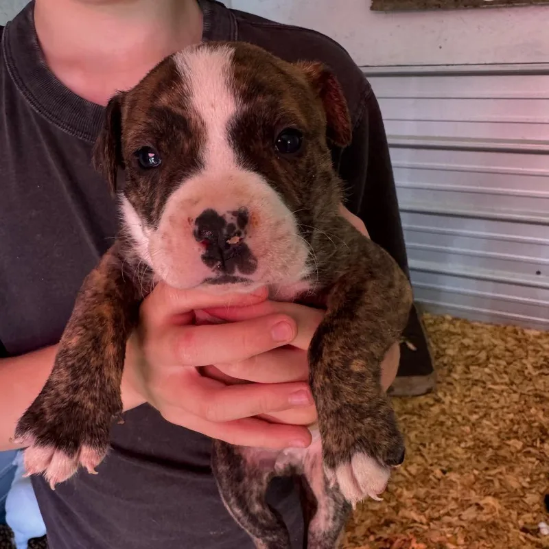 A baby medium-sized male Brindle Mixed Breed dog named Patch for adoption in Duck River, TN