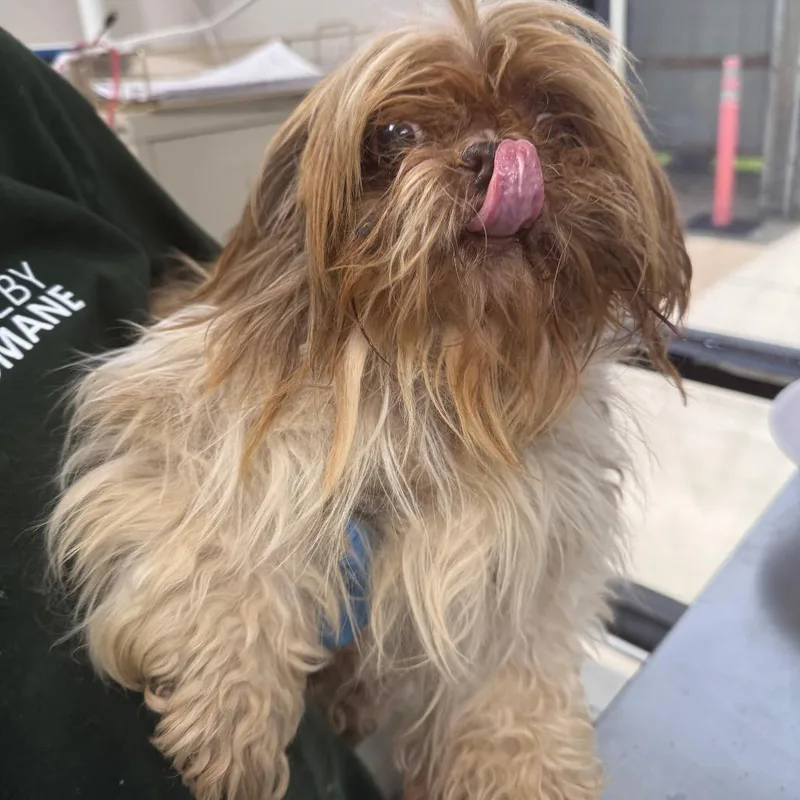 A senior small-sized female Brown / Chocolate Mixed Breed dog named Miss Piggy for adoption in Columbiana, AL