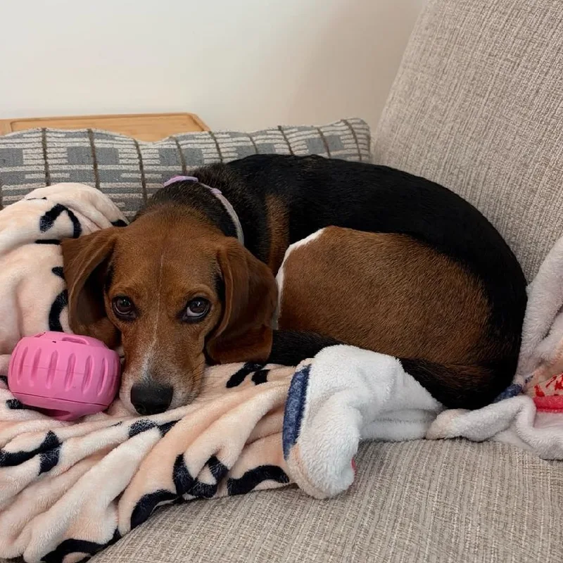 An adult medium-sized female Tricolor (Brown, Black, & White) Beagle dog named Lucy for adoption in Stoughton, MA