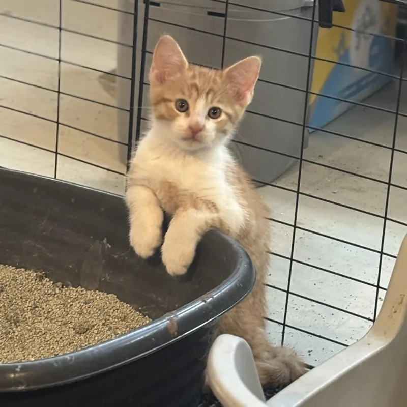 A young small-sized male Orange / Red Domestic Short Hair cat named Buttered Baguette for adoption in Austin, TX