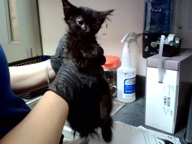 A baby small-sized female Domestic Medium Hair cat named A for adoption in Martinez, CA