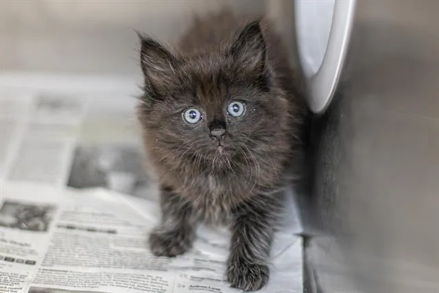 A baby small-sized female Domestic Short Hair cat named Storm for adoption in Charlotte, NC