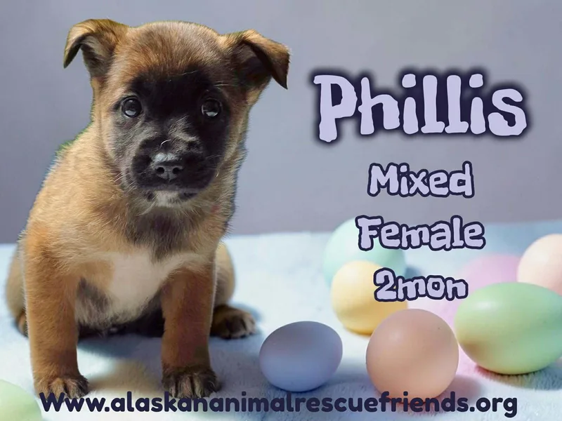 Phillis