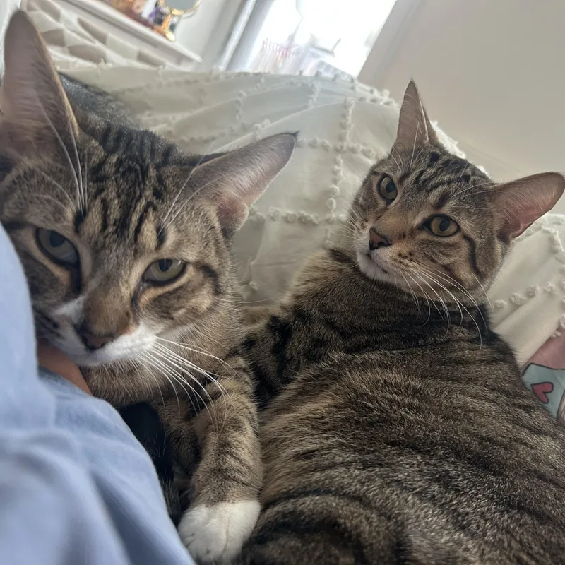 A young medium-sized male Brown / Chocolate Domestic Short Hair cat named Bigfoot And Littlefoot for adoption in New york, NY