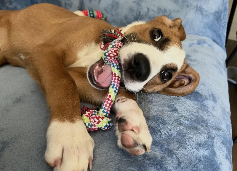 A baby large-sized female Boxer dog named Pixie for adoption in Bothell, WA