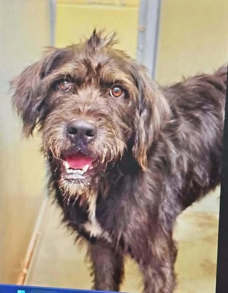 An adult large-sized male Black Labradoodle dog named Bubbie for adoption in Aurora, IN