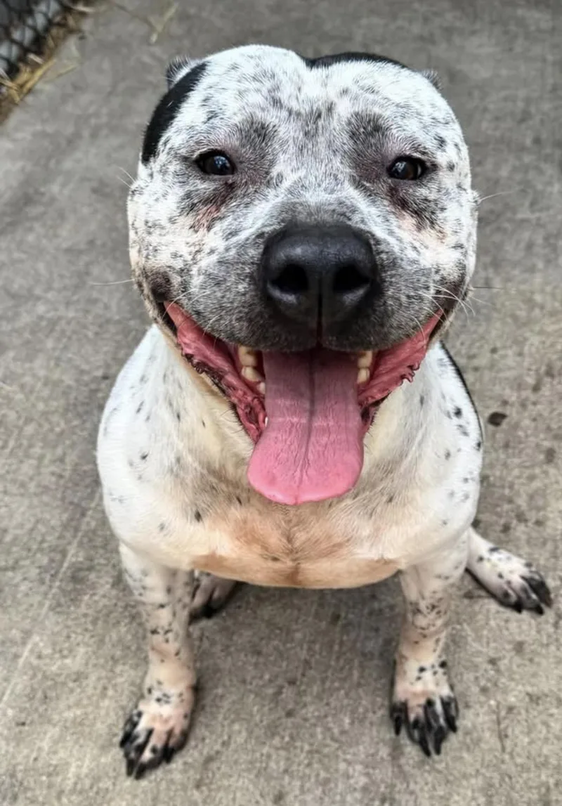 A young medium-sized male White / Cream Pit Bull Terrier dog named Stavros for adoption in Chicago, IL