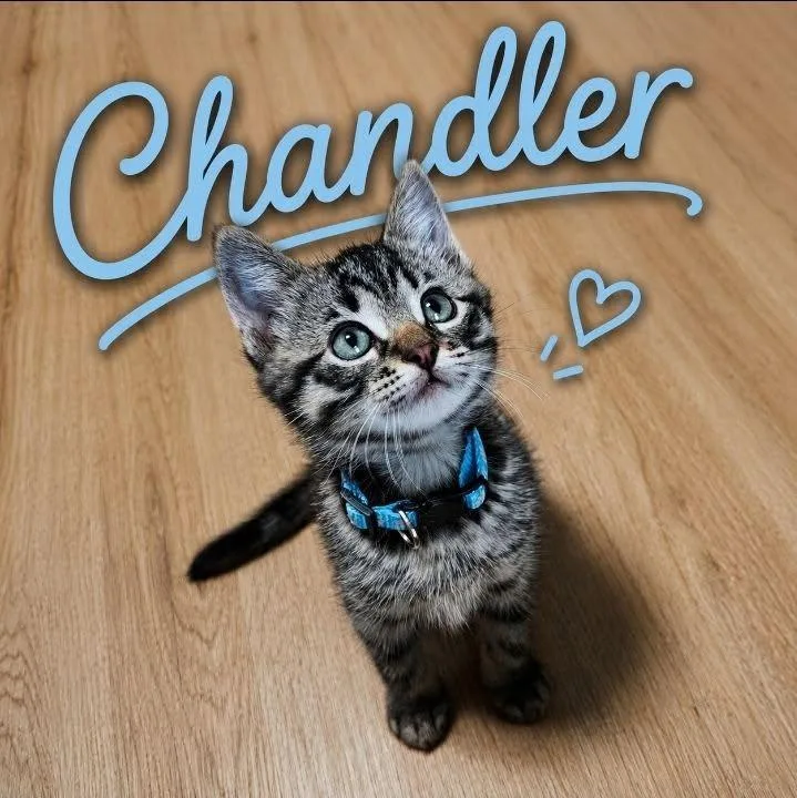 Chandler