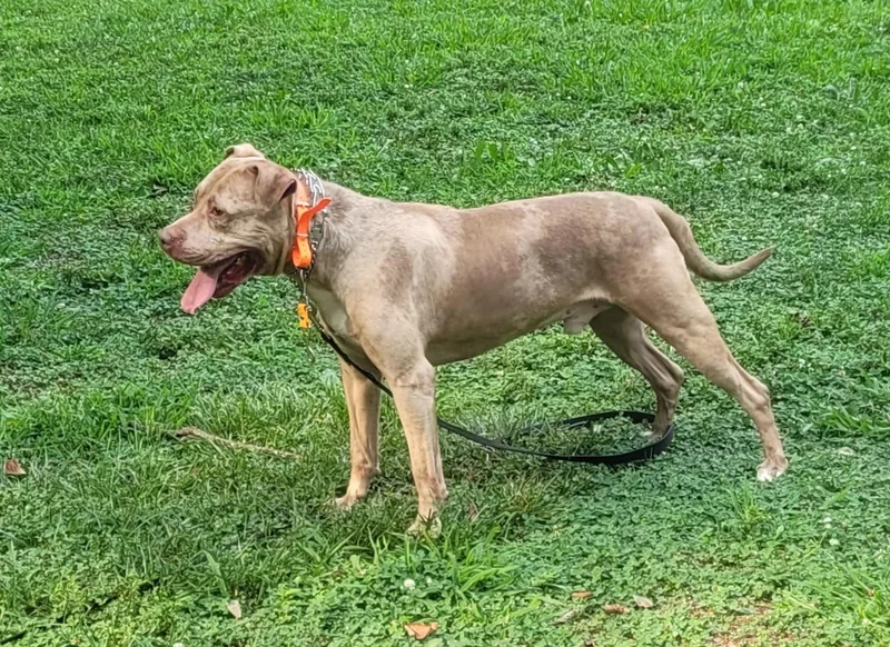 Merlin