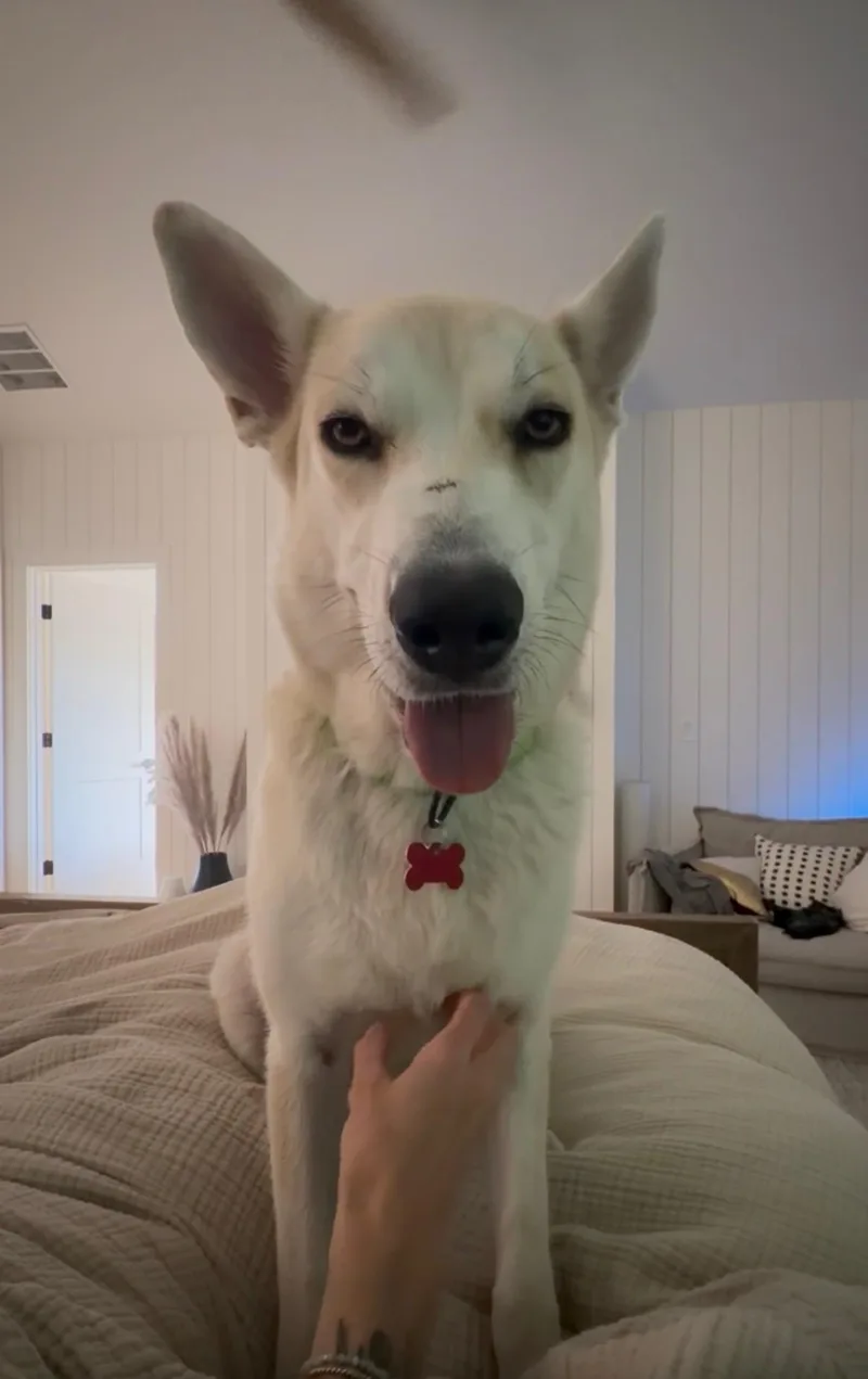 Cayenne thumbnail 3
