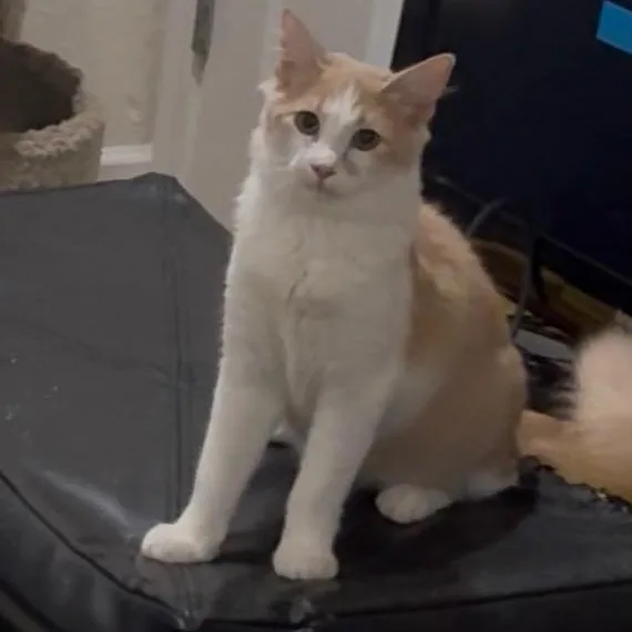 A baby medium-sized male Orange & White Domestic Short Hair cat named Carmelo for adoption in SCOTTSDALE, AZ