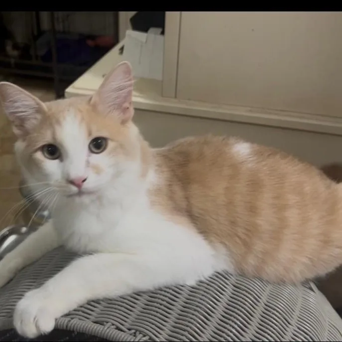 Carmelo thumbnail 3
