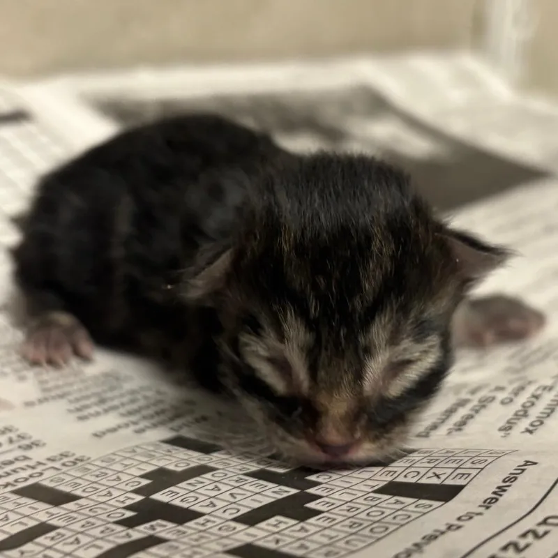 A baby small-sized male Brown / Chocolate Domestic Short Hair cat named Cheerio for adoption in Yuma, AZ