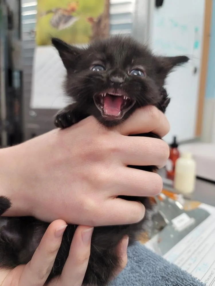 A baby small-sized male Black Domestic Short Hair cat named Kelly for adoption in Fort Walton Beach, FL
