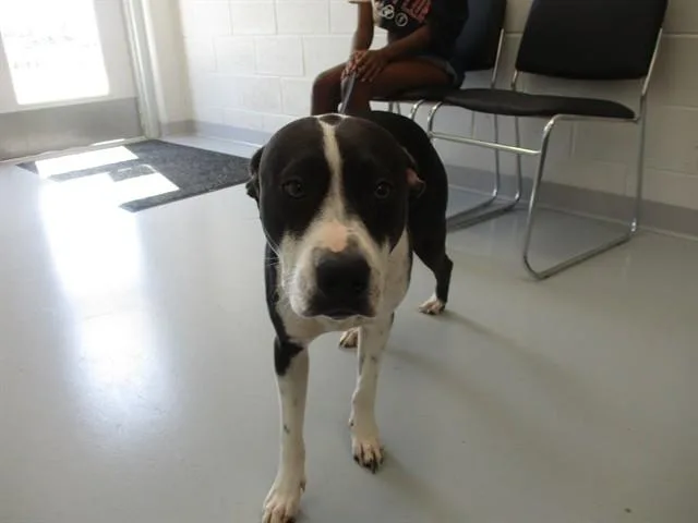 An adult medium-sized female Pit Bull Terrier dog named Eniah for adoption in Ocala, FL