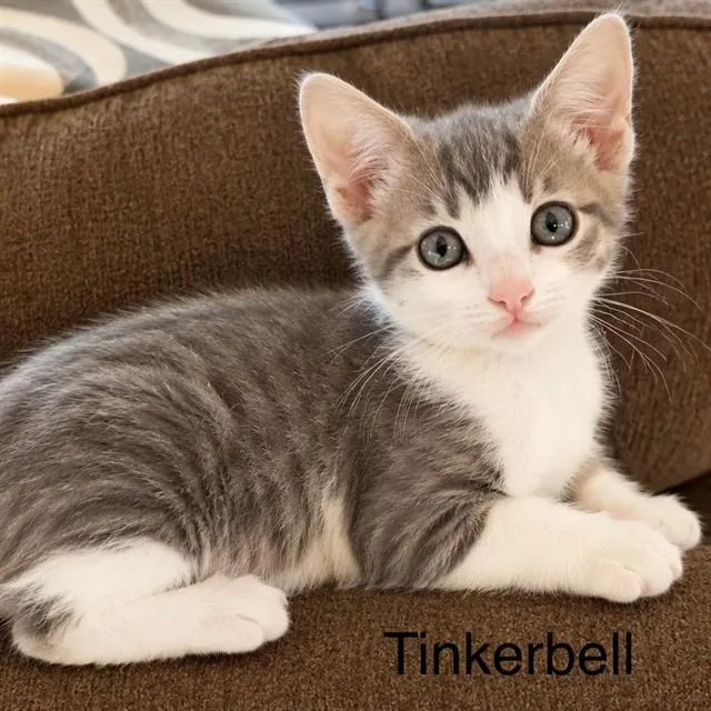 A baby small-sized female Domestic Short Hair cat named Tinker Bell for adoption in Auburn, CA