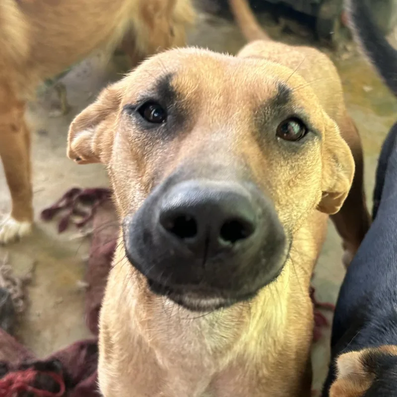 An adult medium-sized female Golden Hound dog named Margaret for adoption in Bayamon, PR