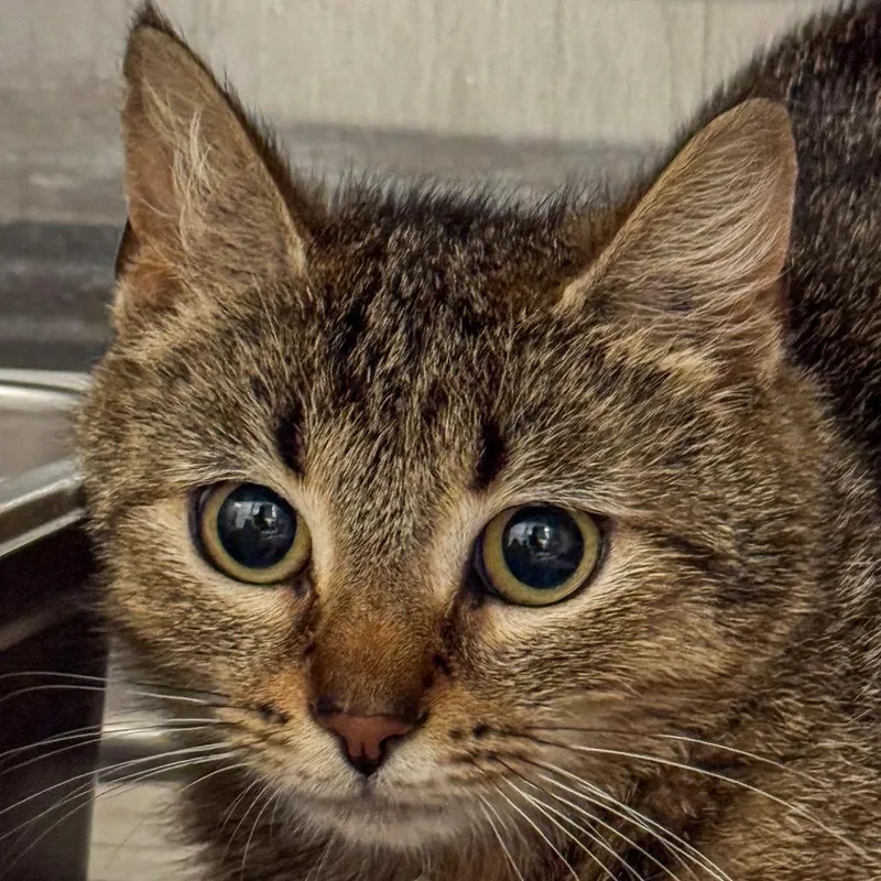 A young medium-sized female Brown / Chocolate Domestic Short Hair cat named Stella for adoption in Kennebunk, ME