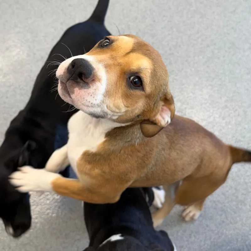 A baby medium-sized female Yellow / Tan / Blond / Fawn Mountain Cur dog named Chevelle for adoption in Martinsville, VA
