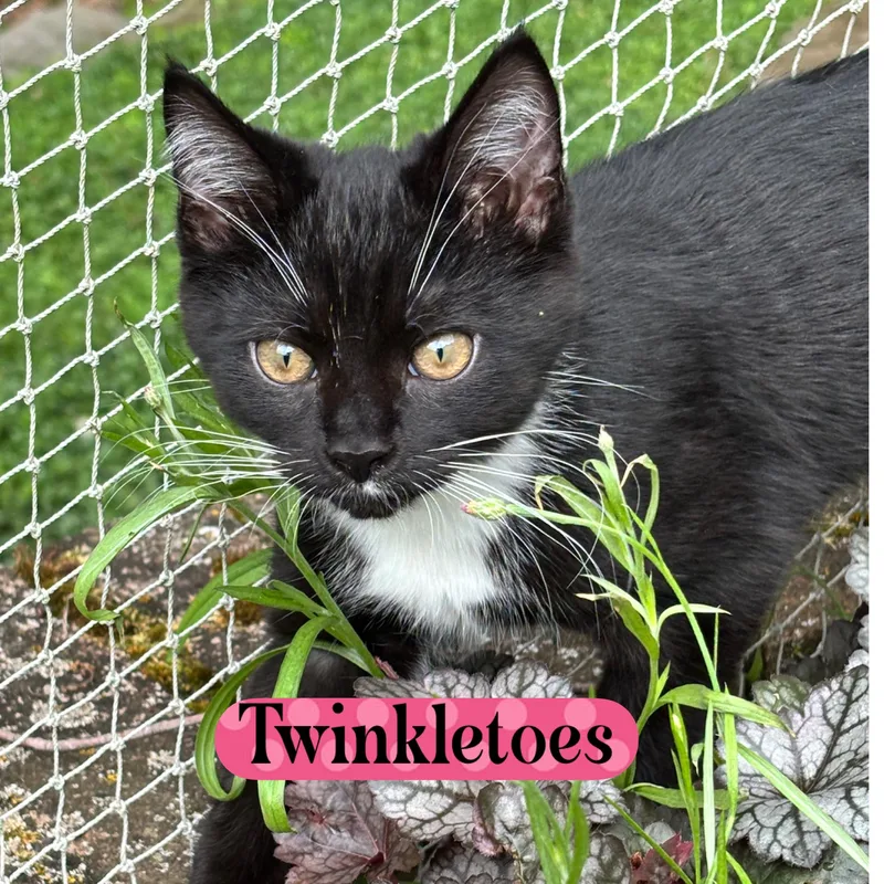 Twinkletoes thumbnail 3