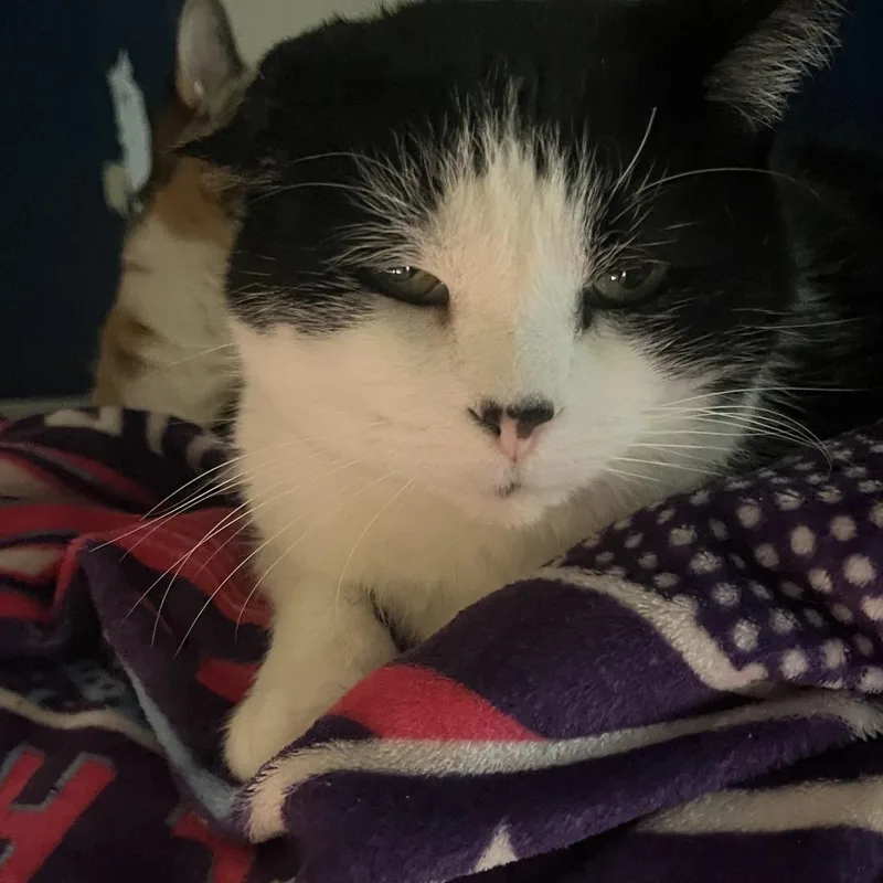 A senior small-sized male Black Domestic Short Hair cat named Boogers for adoption in Rochester, MN