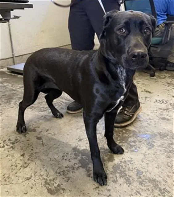 A young medium-sized female Labrador Retriever dog named Eden for adoption in Camarillo, CA