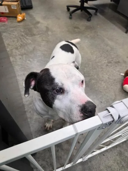 An adult large-sized male Pit Bull Terrier dog named Tarmac for adoption in Seagoville, TX