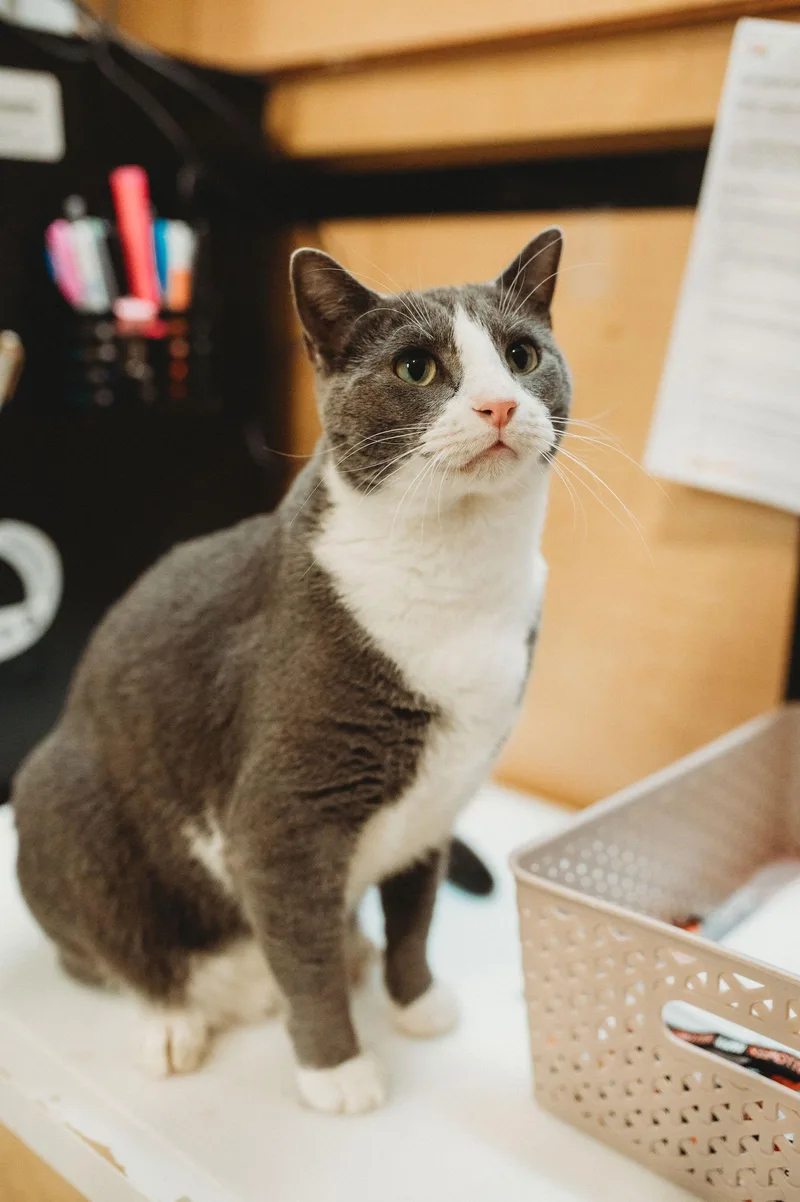 Butterbean thumbnail 2