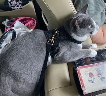 Butterbean thumbnail 3