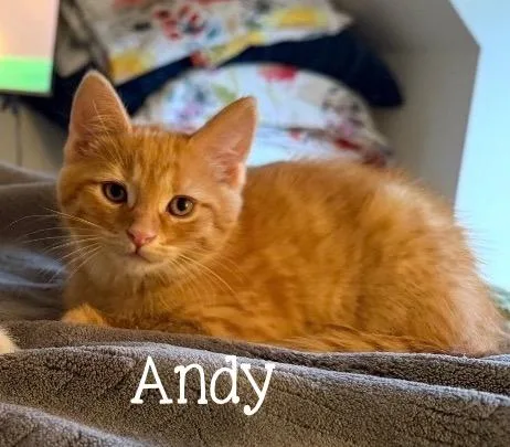 A baby medium-sized male Tabby (Orange / Red) Domestic Short Hair cat named Andy...you got a friend for adoption in Murfreesboro, TN