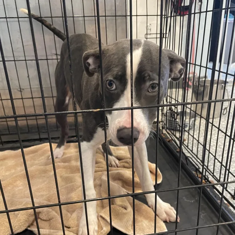 A young medium-sized female Gray / Blue / Silver Mixed Breed dog named Xena for adoption in Port Charlotte, FL