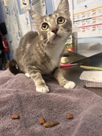 An adult small-sized female Domestic Short Hair cat named Poi for adoption in Roseville, CA